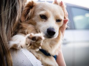 mae-de-pet-dicas-de-cuidado-com-seu-animal